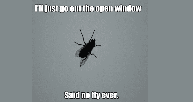 Fly on the wall