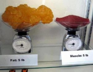 Muscle and Fat Account for Different Amounts of Calories - Quickest Way to Lose Weight