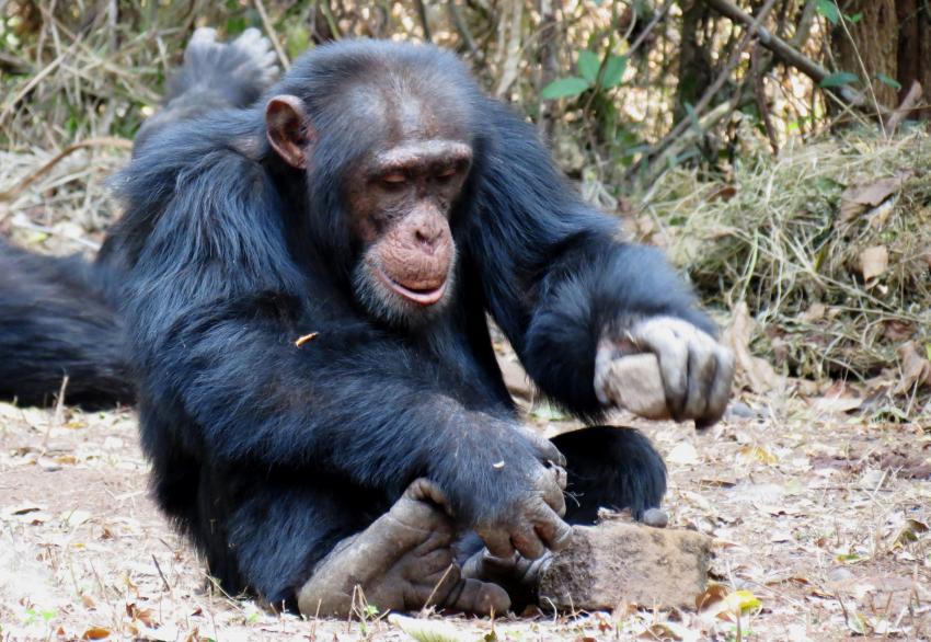 Even chimps do it