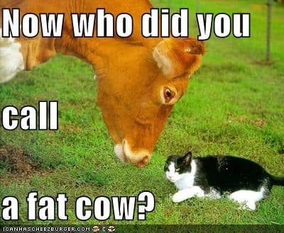Fat cow?